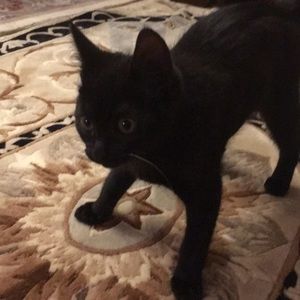 Meet your Posher, Amel